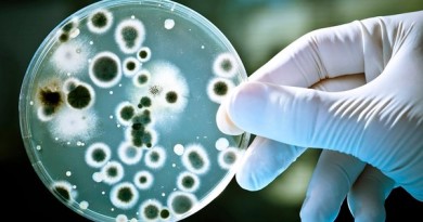 bacterias