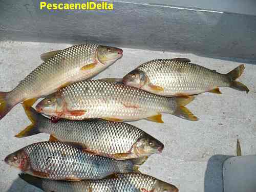 bogas