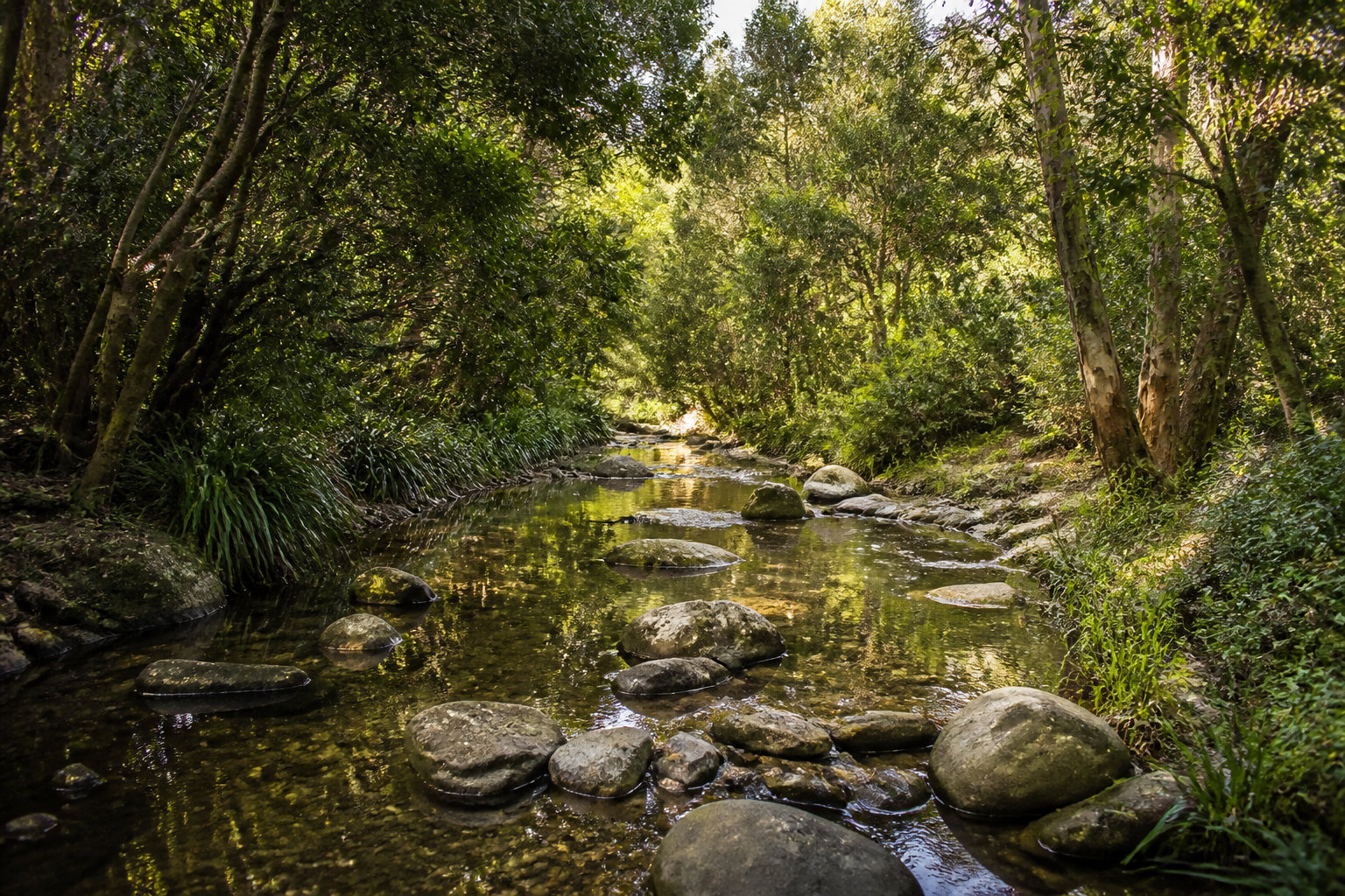 Riqueza biológica y ecosistemas del arroyo Corvalán