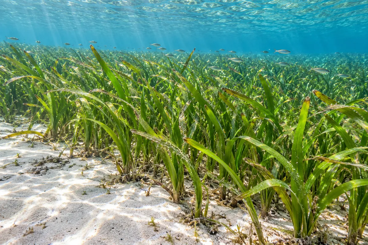 Pradera submarina de pastos marinos de hojas largas en forma de cinta, sobre un fondo de arena clara, en aguas poco profundas y transparentes con rayos de sol y pequeños peces.